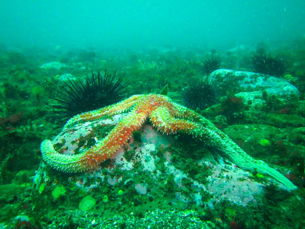 ستاره دریایی رنگین کمان و خارپشت دریایی
