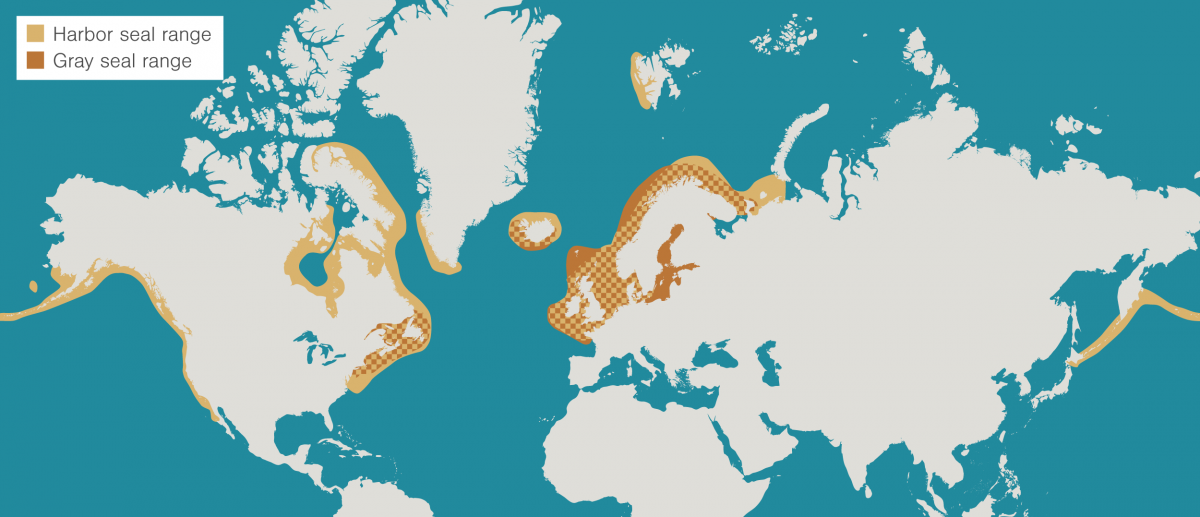 Map showing worldwide ranges of harbor seals and gray seals