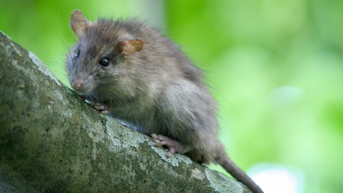 A rat sits in a tree on Palmyra Atoll