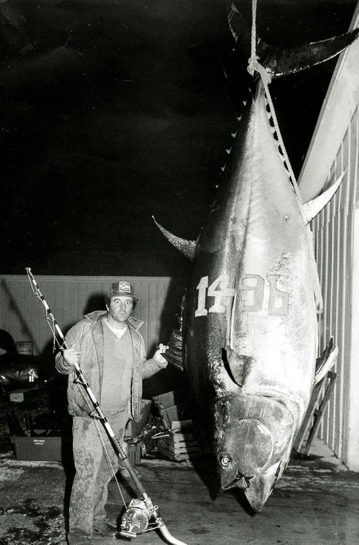 In Prince Edward Island, Canada, a fisher caught the largest recorded bluefin in history in 1979. Photo courtesy of the International Game Fish Association