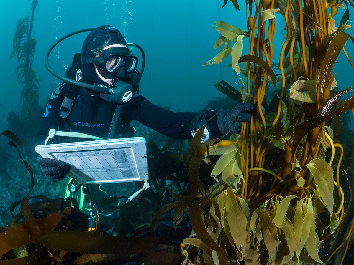 A diver from the citizen science group Reef Check surveys a kelp forest