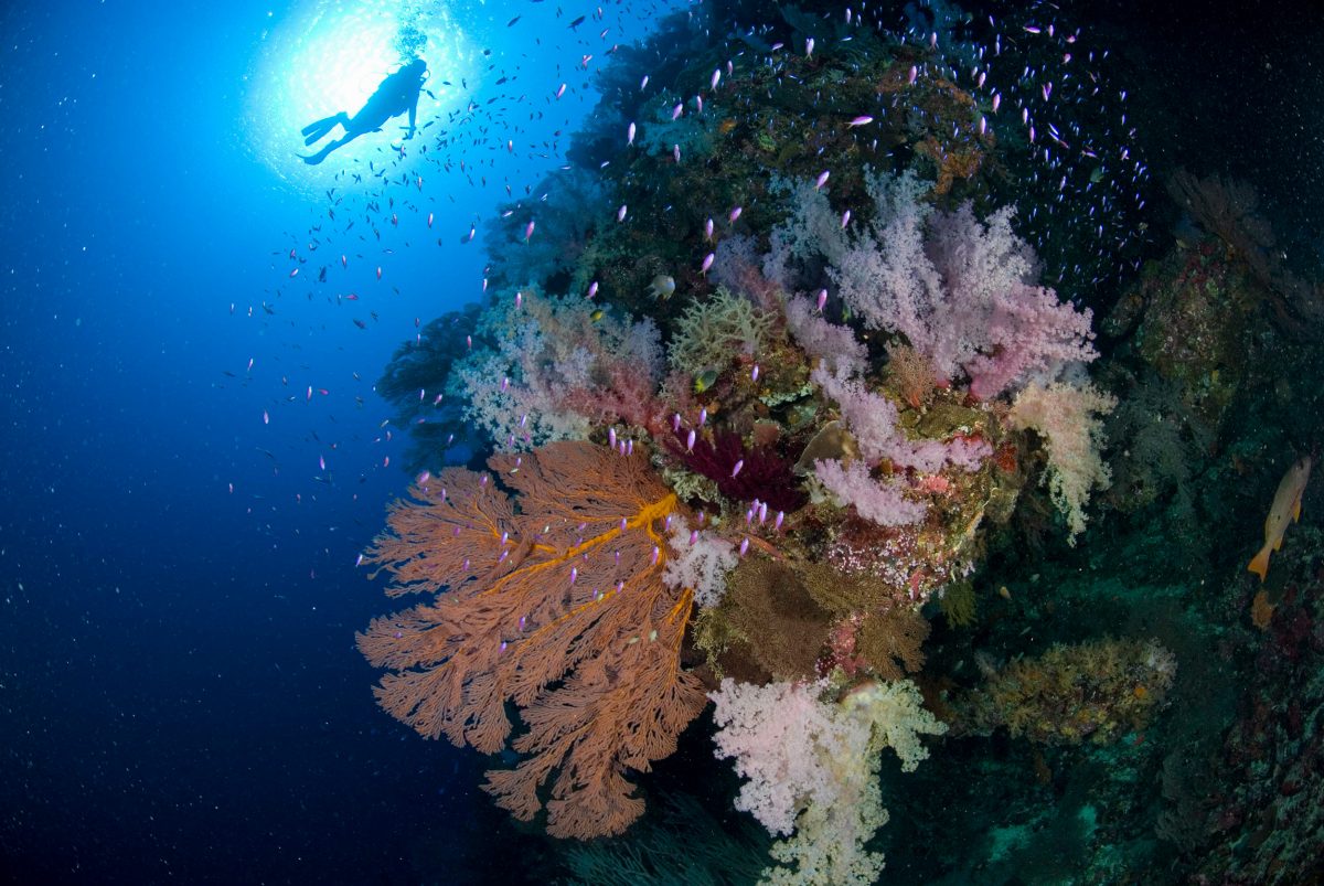 coral reef Rowley Shoals, Western Australia