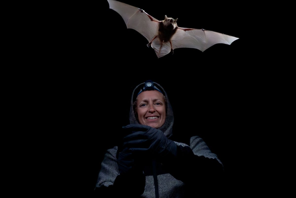 Reimer releases a study bat from her field station in King Salmon.