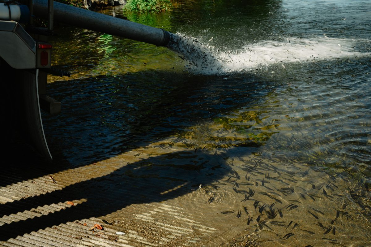 salmon being released