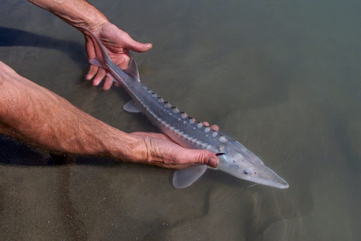 Juvenile white sturgeon being released