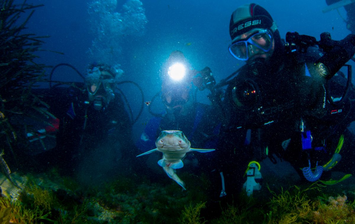 divers with juvenile small-spotted catshark