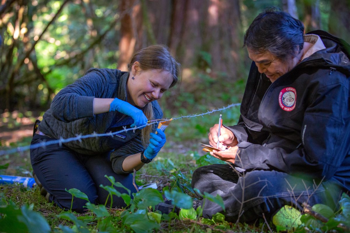Megan Adams, a bear researcher, and Patrick Johnson, a Wuikinuxv Coastal Guardian Watchman, collect bear hair samples at a site close to the Wuikinuxv village.