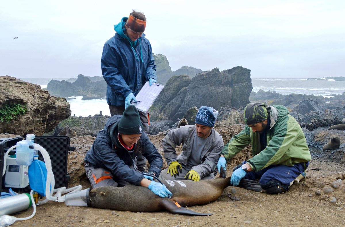 On Guafo Island, Chile, researchers Lorreine Barbosa, Josefina Gutierrez, Eugene DeRango, and Mauricio Seguel assess, the condition of an adult female fur seal and add a tag and markings so she can be tracked