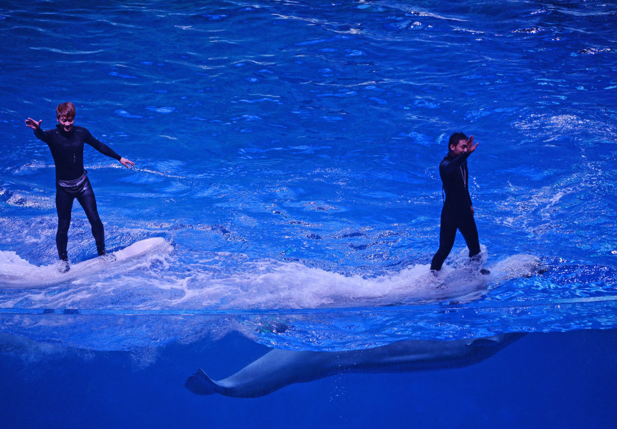 Trainers ride beluga whales during a performance at Chimelong Ocean Kingdom, one of the world’s largest ocean theme parks. Photo by Mark Ralston/AFP/Getty Images