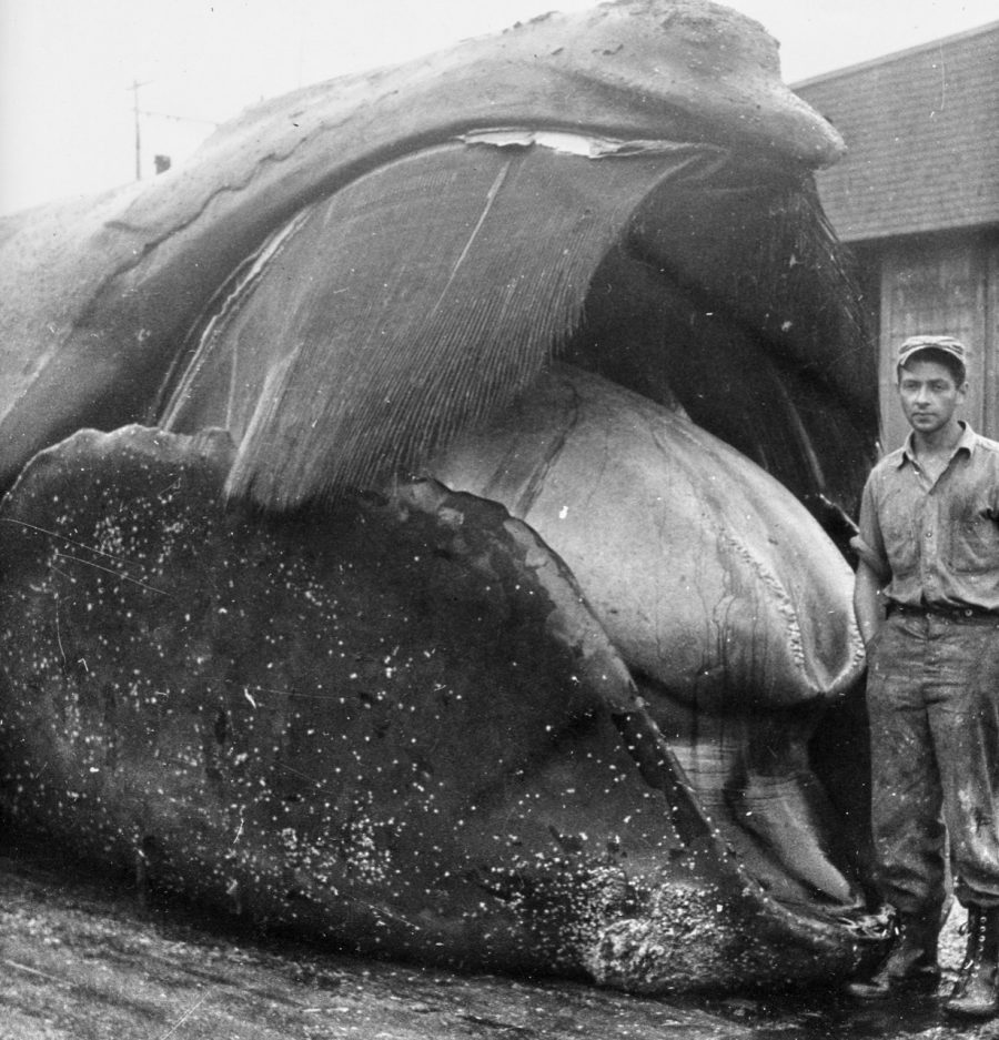 man standing next to a dead right whale