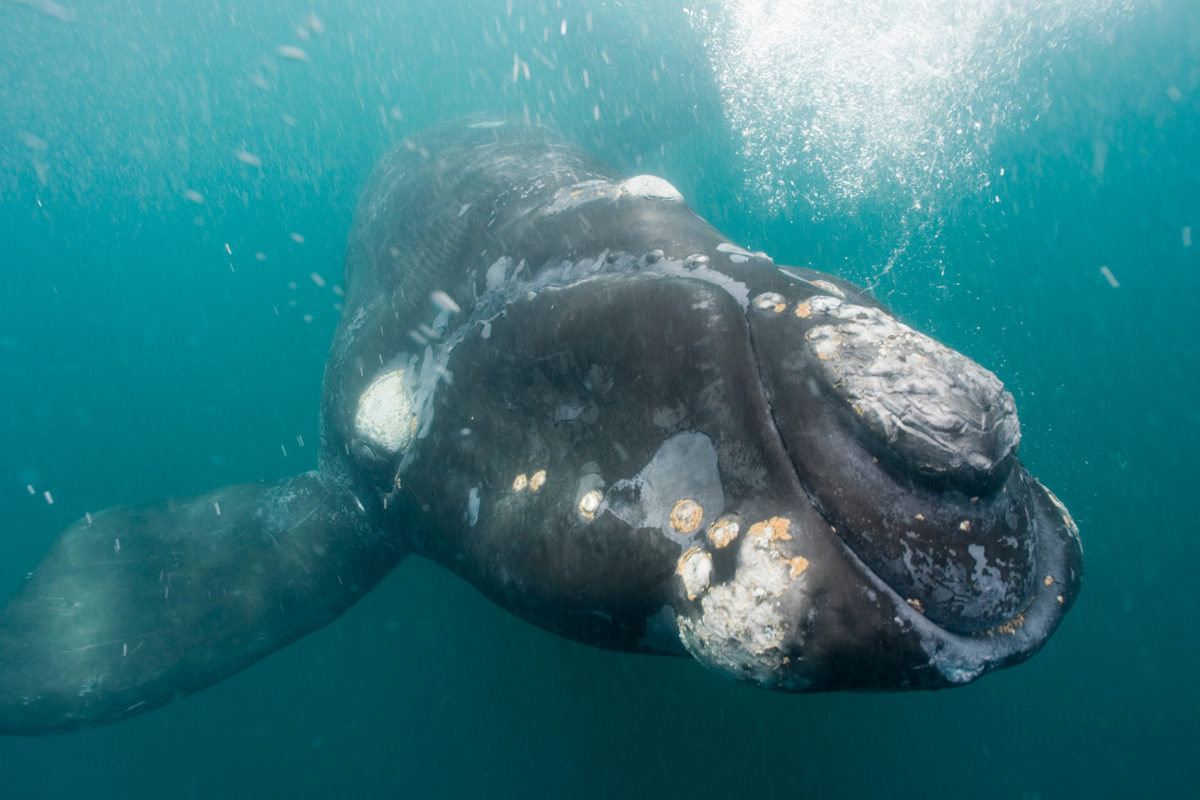 Southern right whales in Patagonia were some of the first whales to be photo-identified. Photo by Paul Souders/Corbis