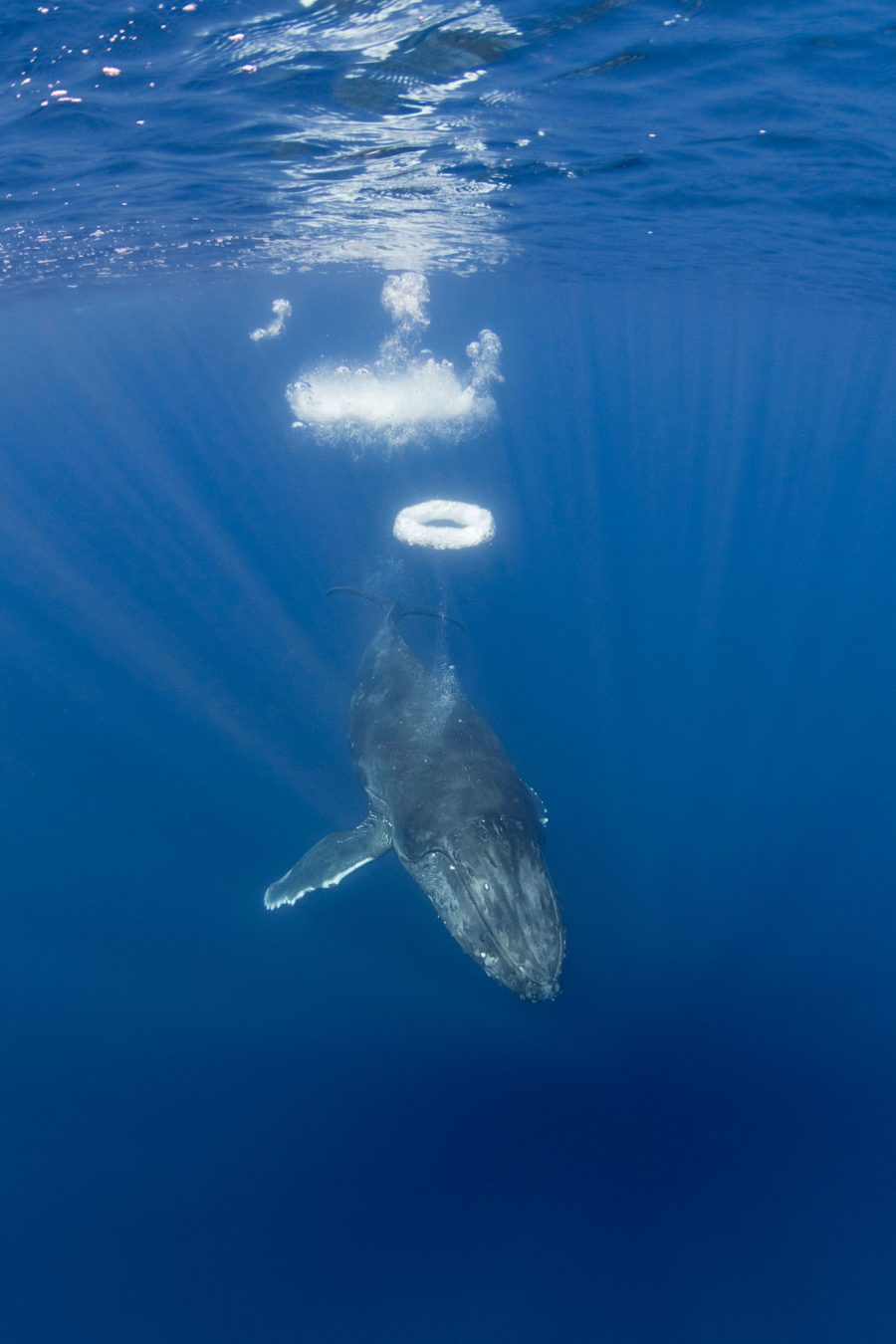 humpback blowing bubble rings