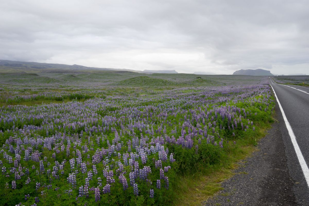 road passing a huge field of Alaskan lupine in Iceland