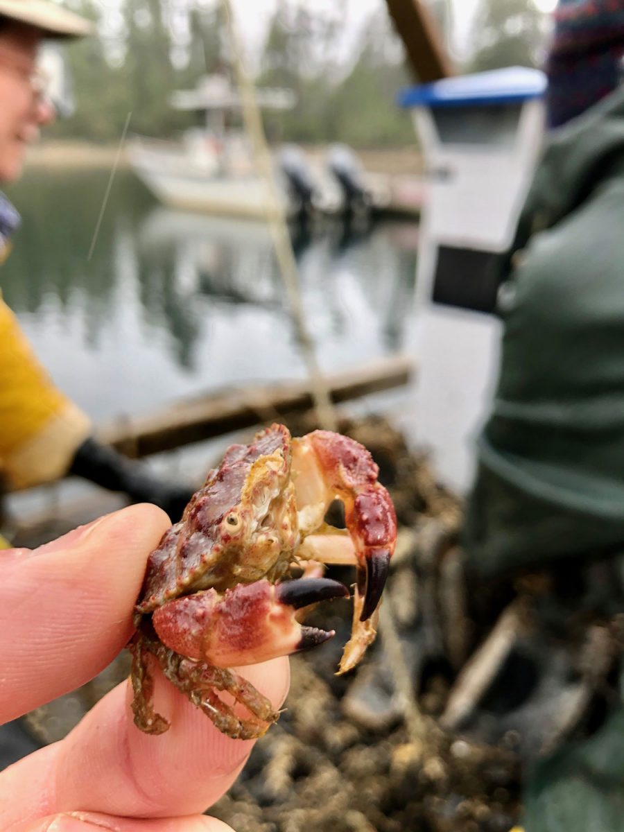 The team caught the pygmy rock crab for a close-up. Its stomach was likely full given the veritable buffet of barnacles, worms, and mussels on the bones.