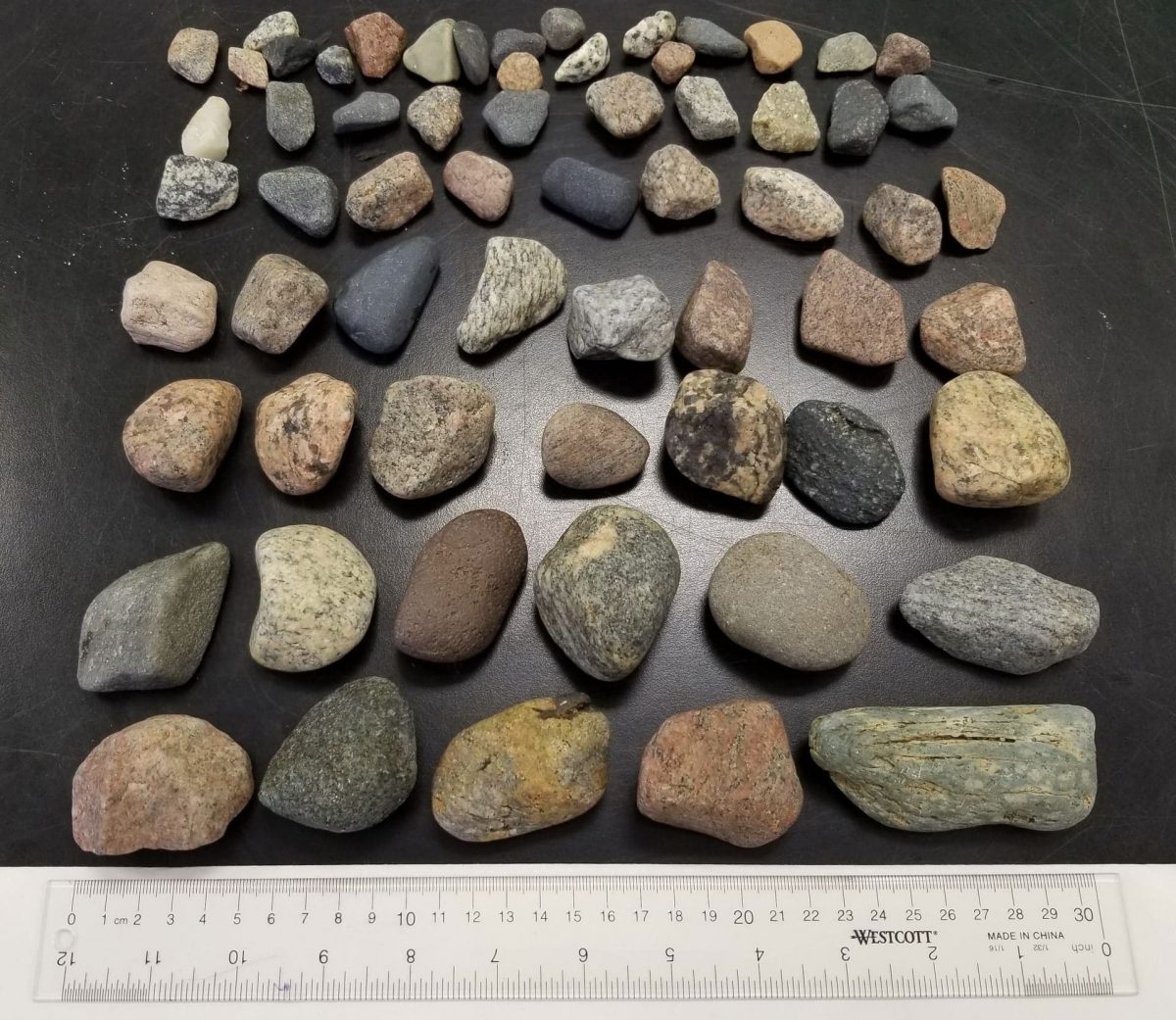 rocks found in a seal's stomch