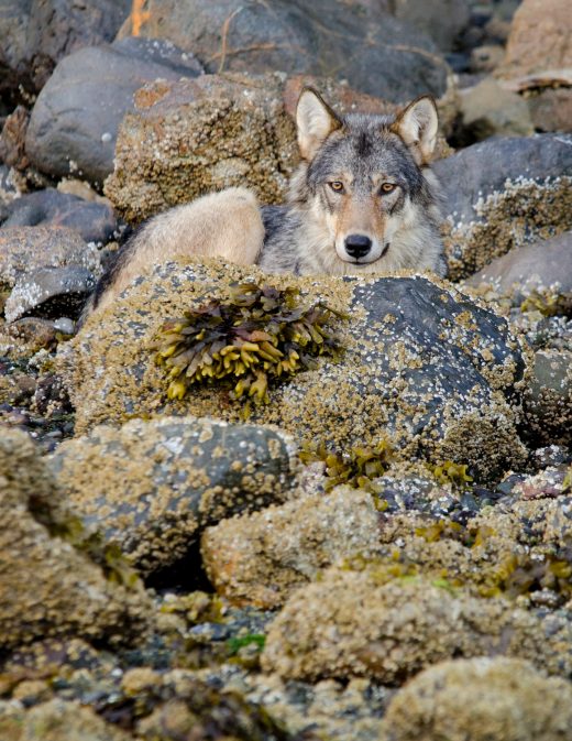 A female gray wolf waits and watches on a rocky beach on Vancouver Island. Communities now need a strategy for peaceful coexistence with the many wolves in their midst. Photo by Bertie Gregory/Minden Pictures