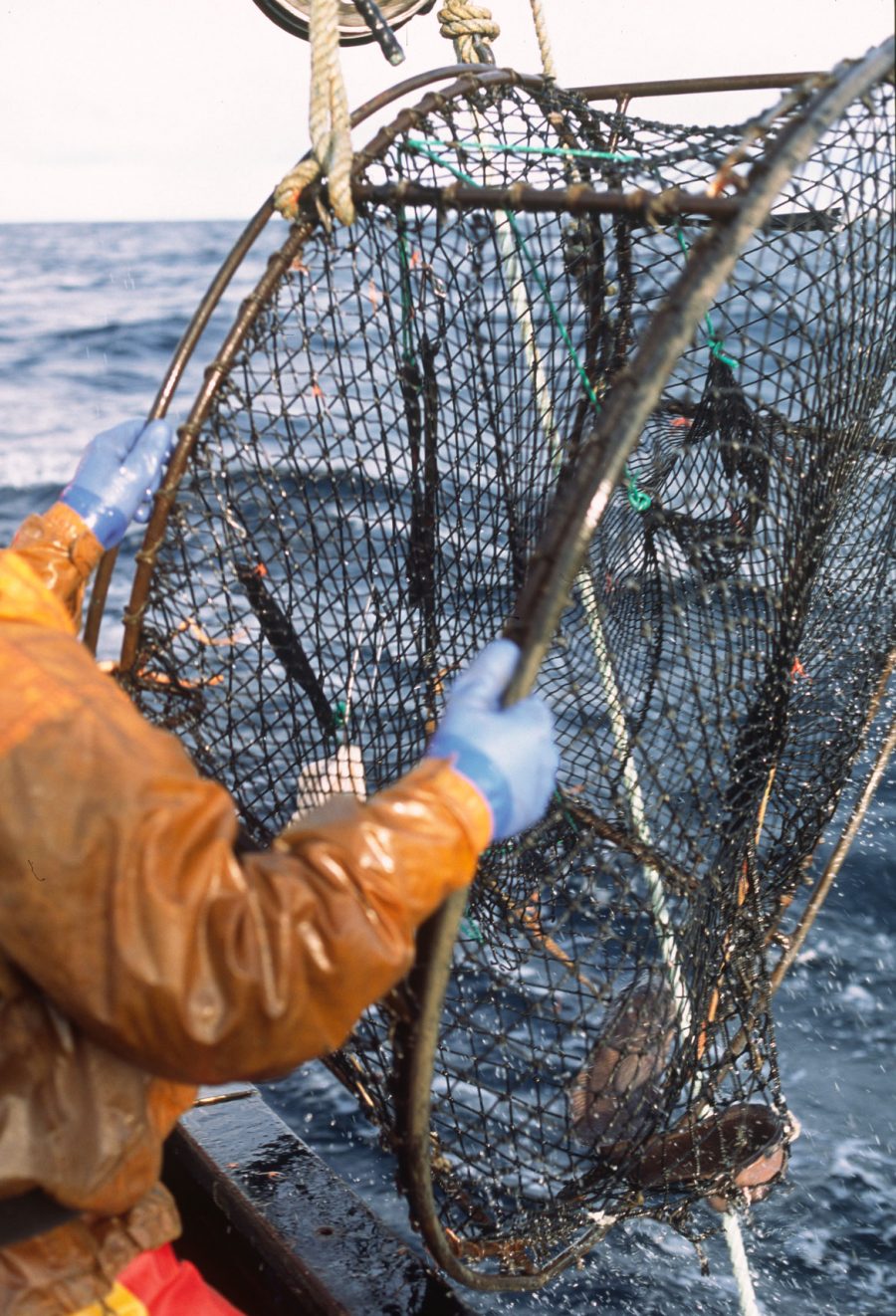 fisher retrieving a sablefish pot