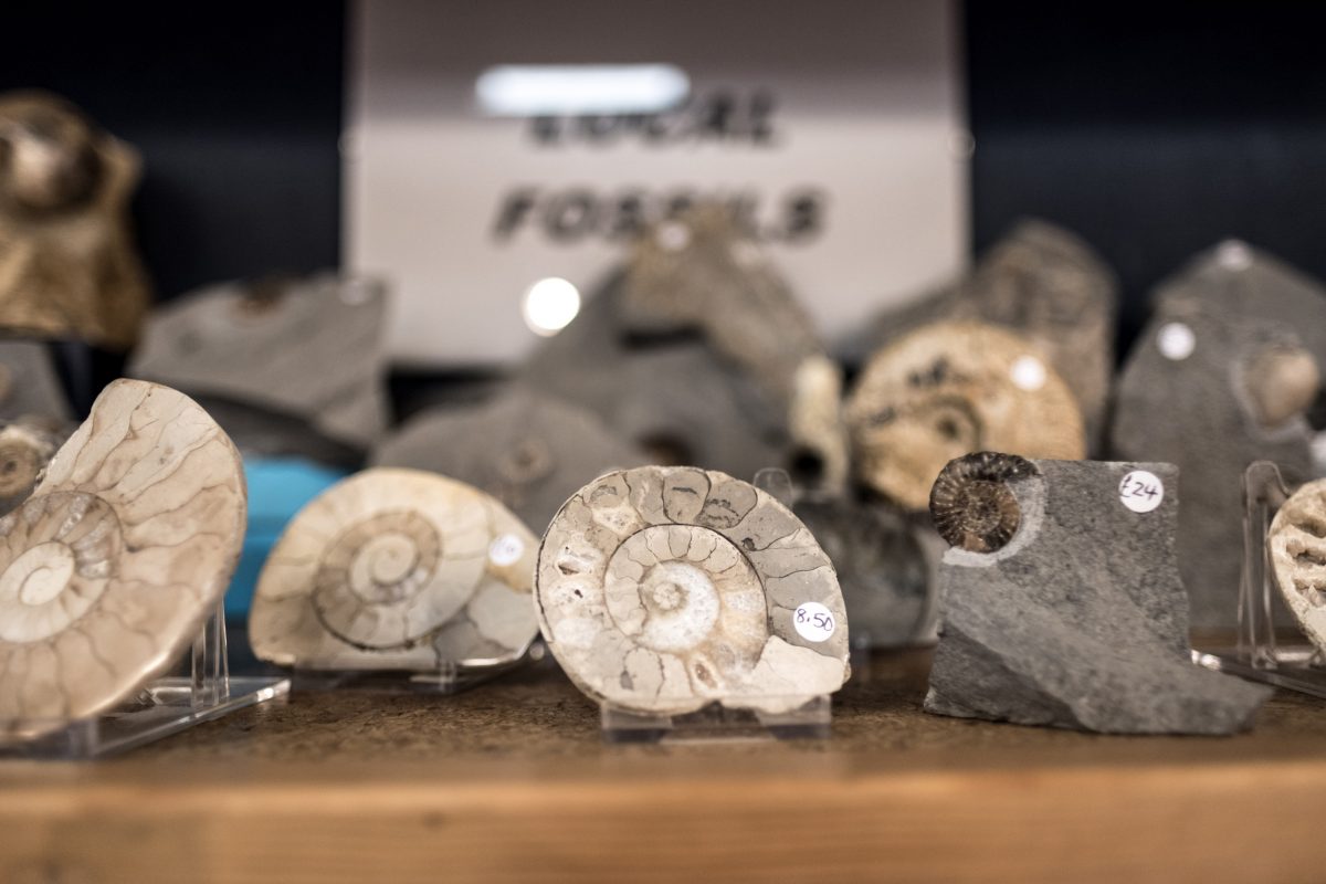 Locally found ammonites are displayed for sale in a fossil shop in Lyme Regis, Dorset, England.
