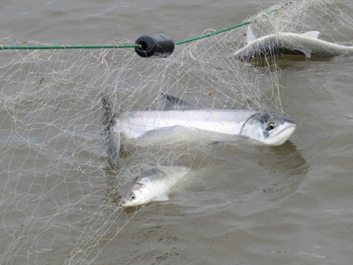 a big silver salmon in a net 