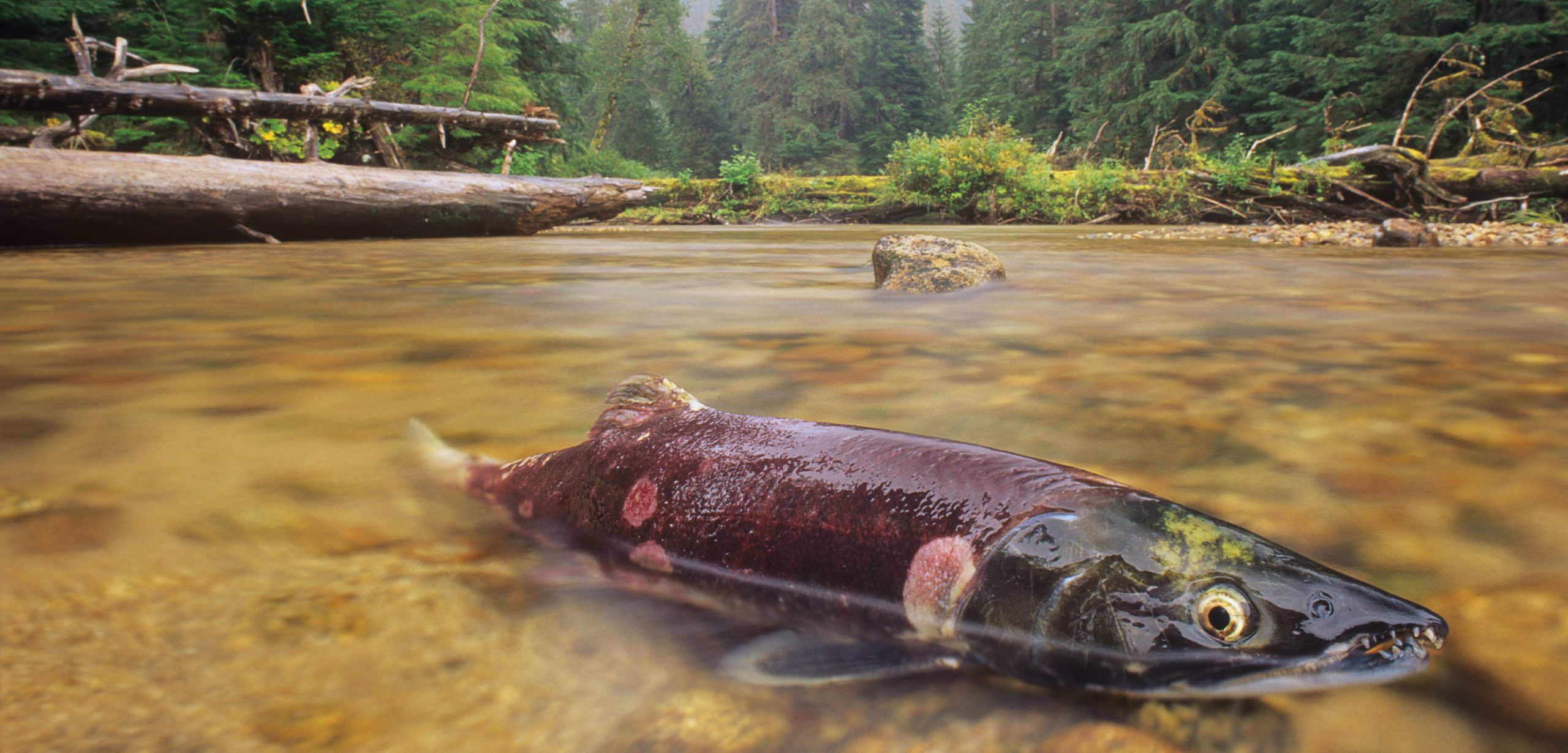 As the link between ocean and land, salmon deliver marine nutrients that feed coastal rainforests. Photo by Ian McAllister/All Canada Photos/Corbis