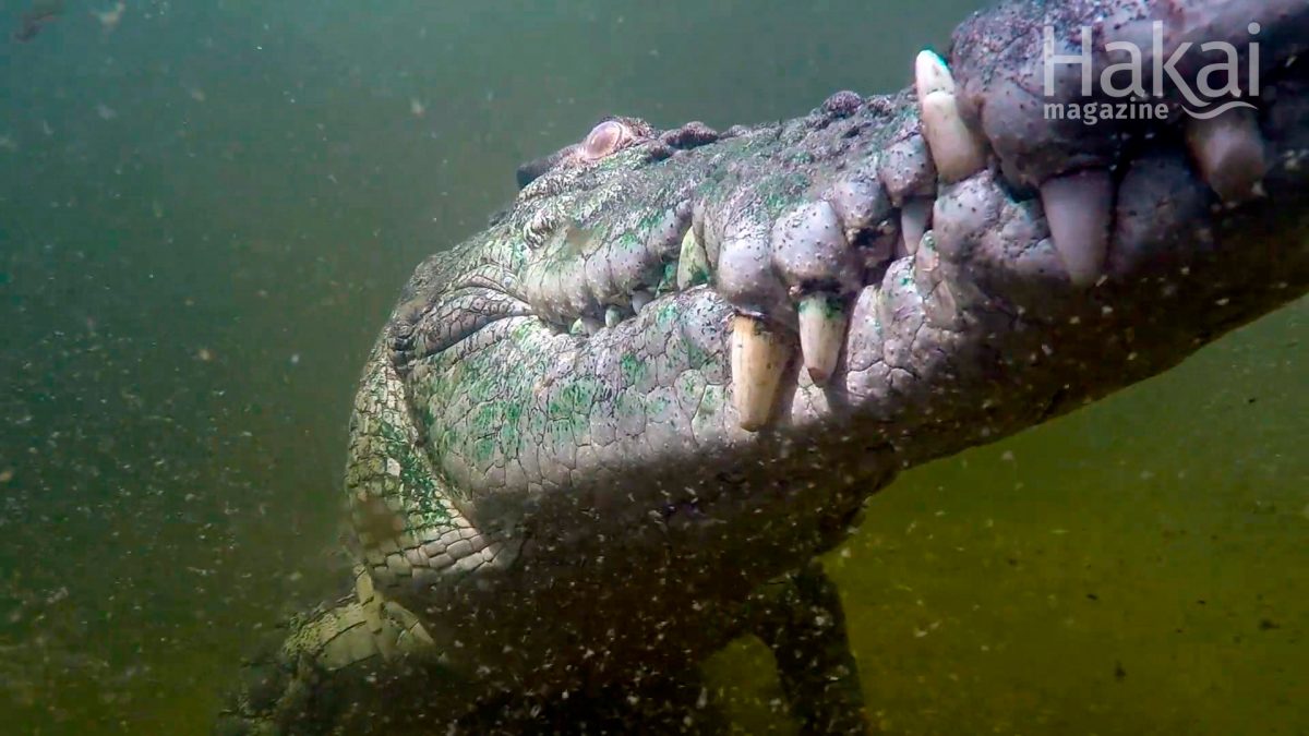 saltwater crocodile free zoom background