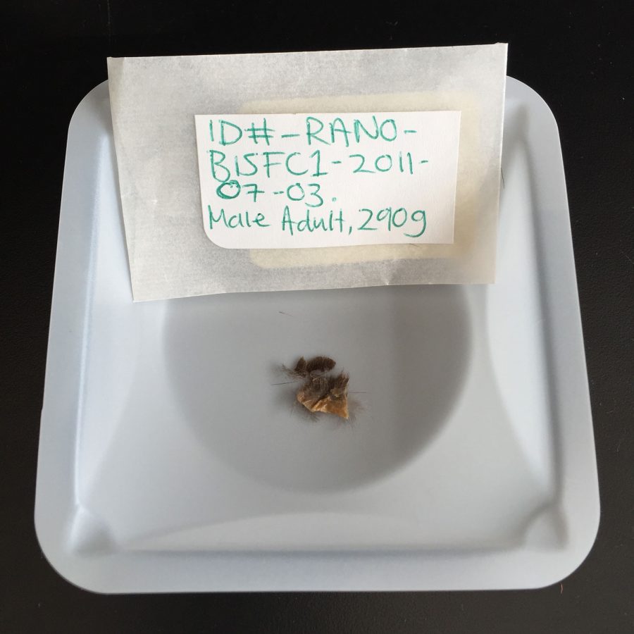 rat fur sample from Haida Gwaii