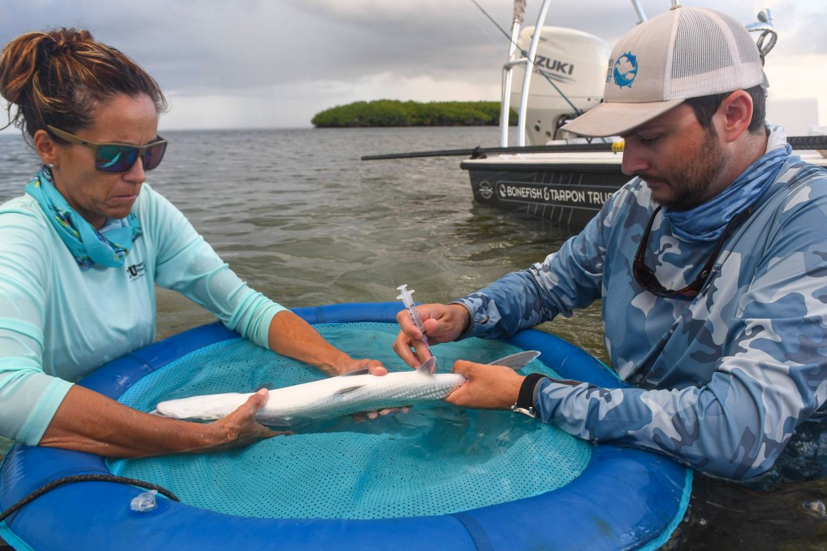 Biologists take a blood sample from a bonefish 