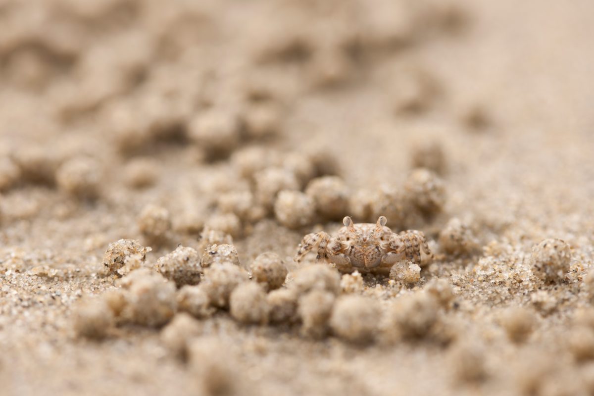 A sand bubbler crab