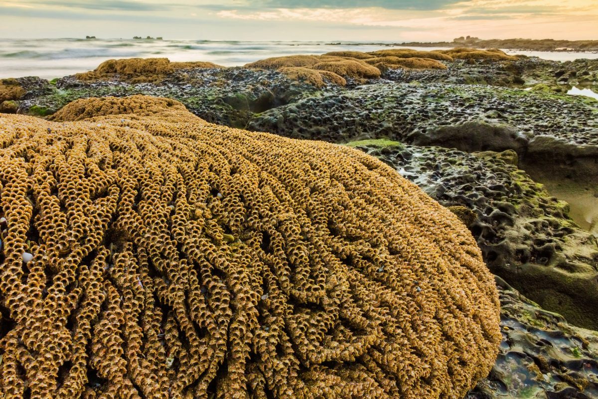 sandcastle worm reef in the intertidal zone
