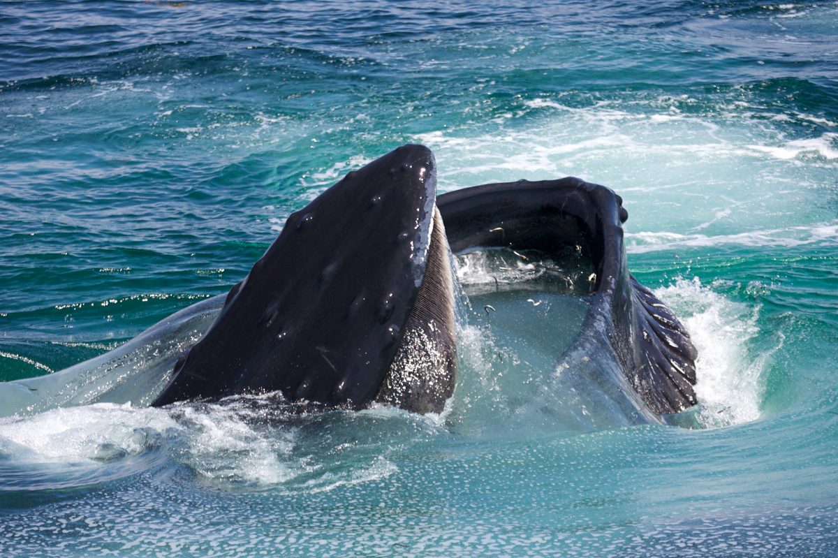 humpback whale feeding on sandlance