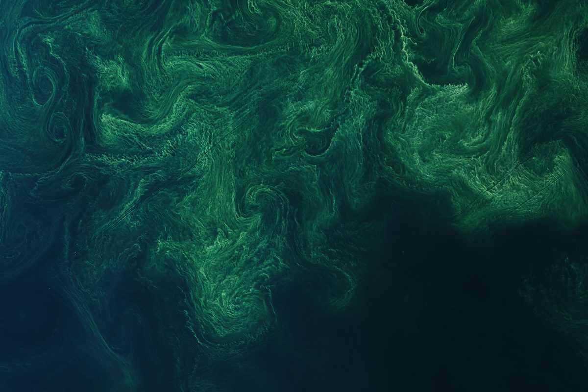 satellite image of cyanobacteria bloom in the Baltic Sea