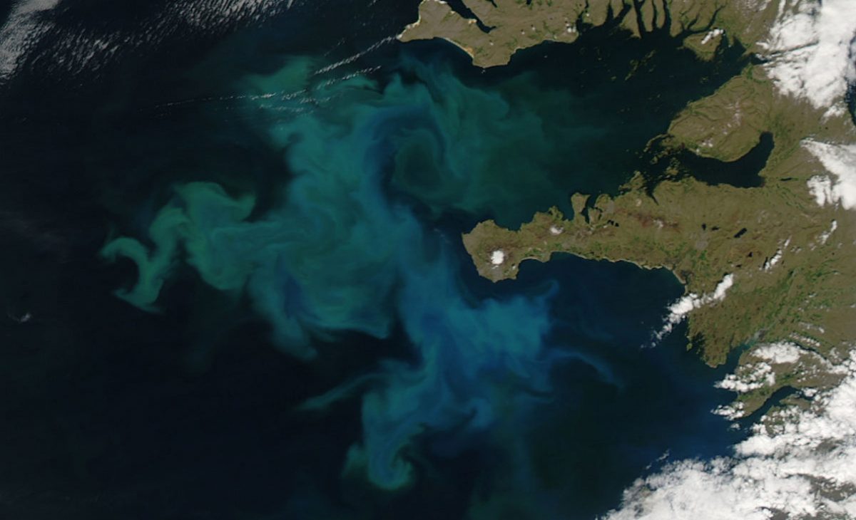 satellite photo of a phytoplankton bloom