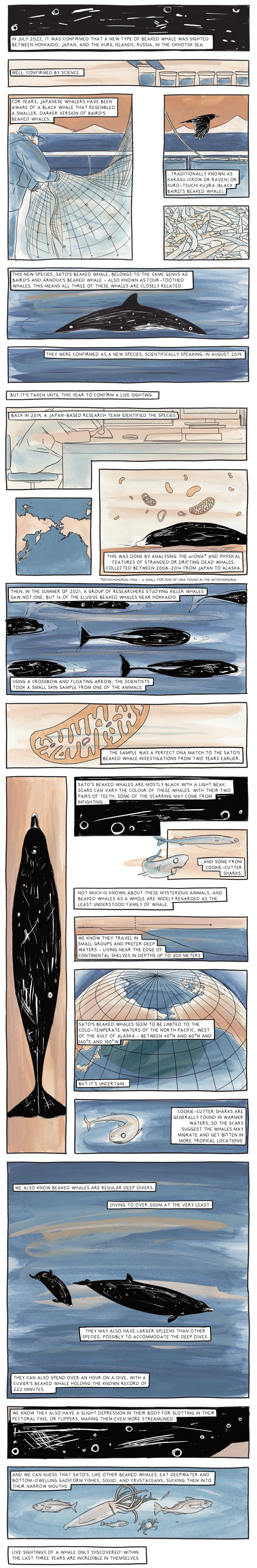 Comic about the discovery of the Sato's beaked whale
