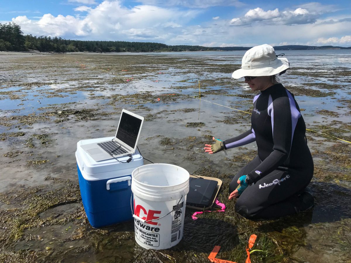 researcher scanning eelgrass in the intertidal