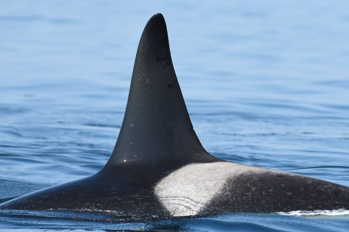 killer whale dorsal fin and saddle patch showing tooth rake scars