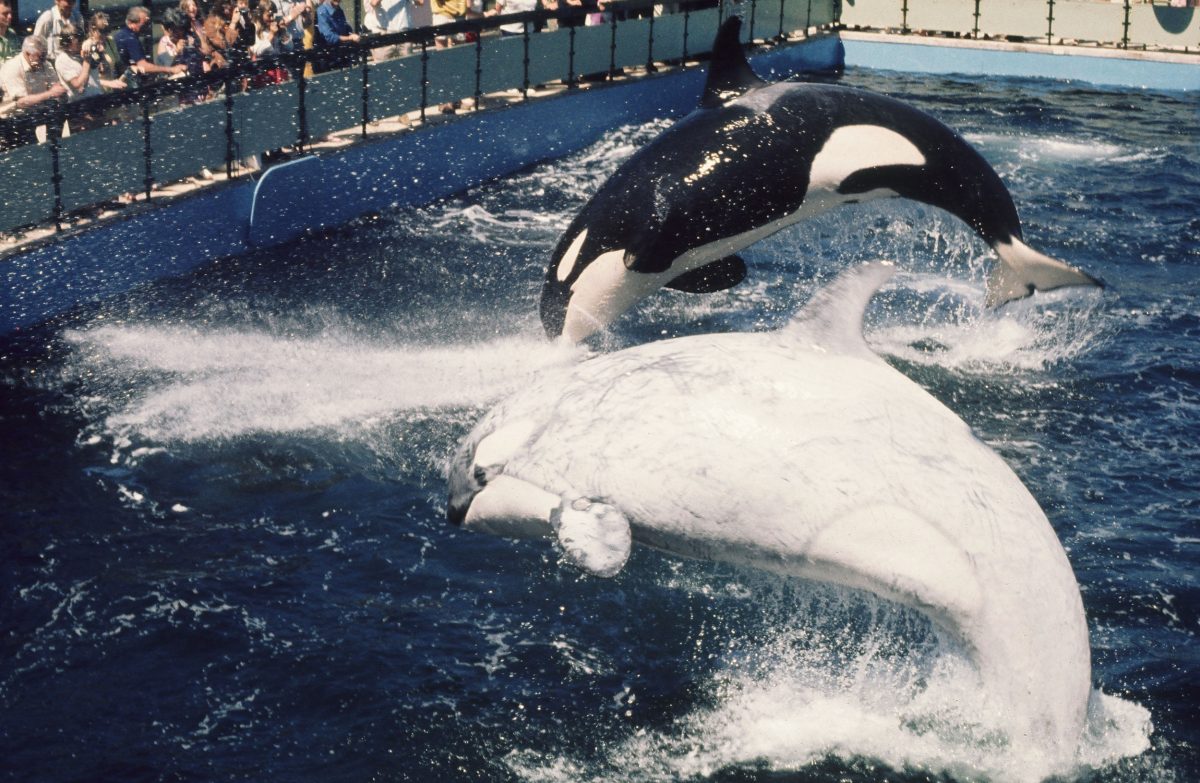 Chimo, a white transient killer whale, and Haida, a southern resident killer whale, were housed at Victoria, British Columbia’s Sealand of the Pacific in the early 1970s