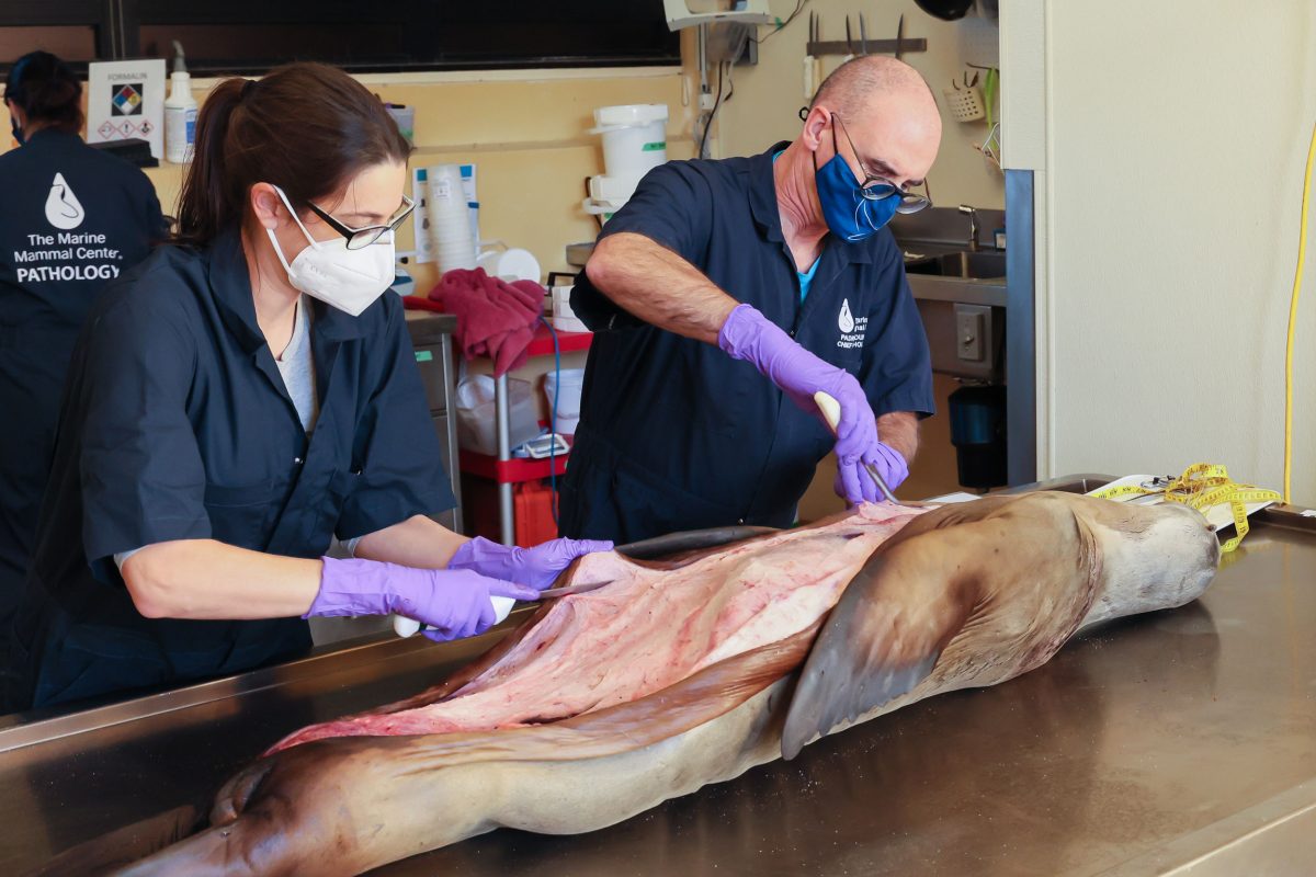 Maggie Martinez and Pádraig Duignan perform a postmortem examination on a sea lion