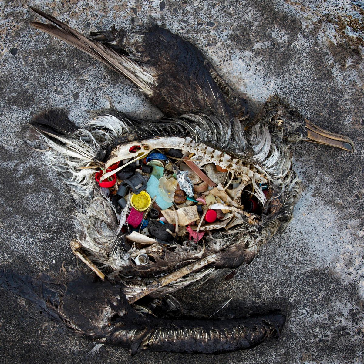 A dead black-footed albatross chick with plastics in its stomach