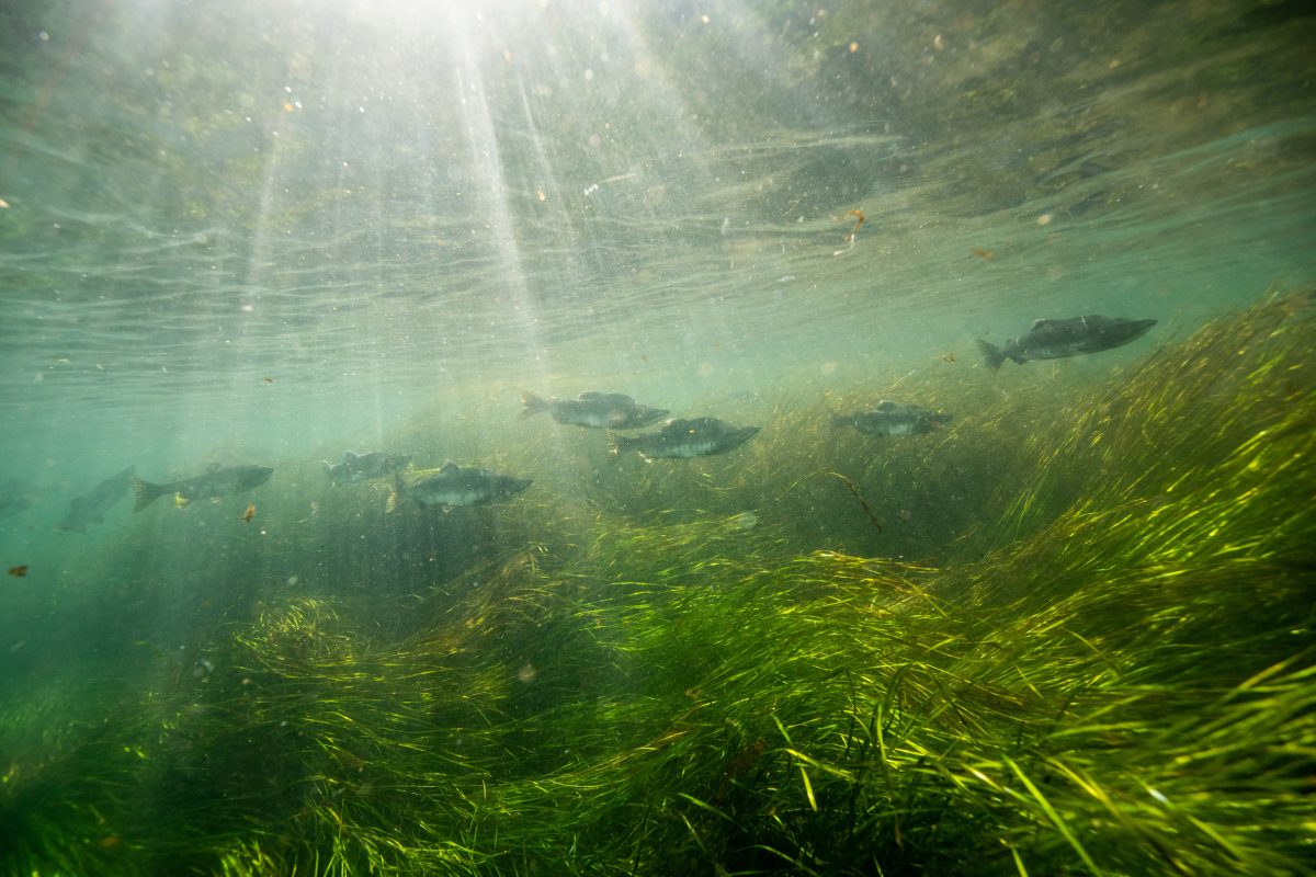 pink salmon swim over seagrass