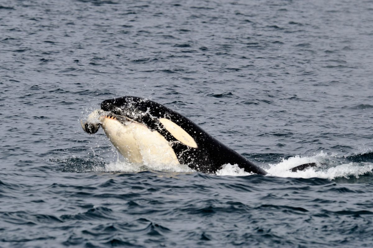 A transient killer whale snags a harbor seal in Johnstone Strait, Vancouver Island