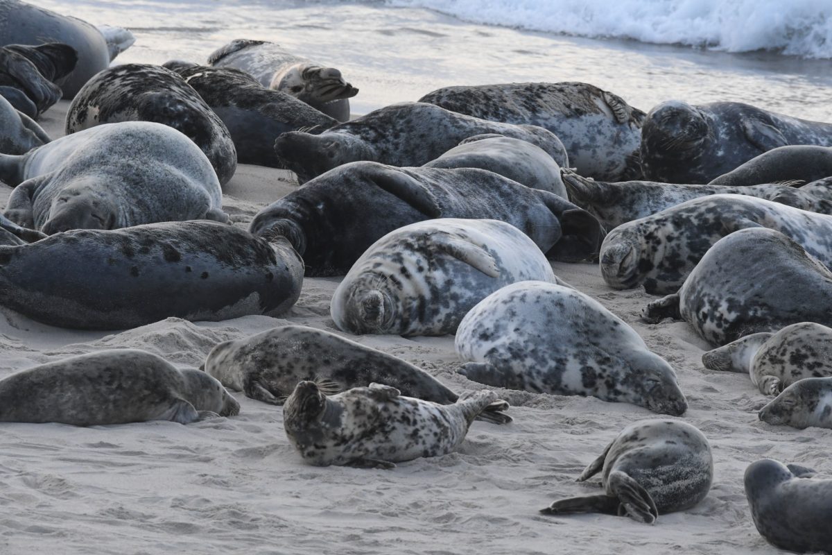 gray seals, Sable Island