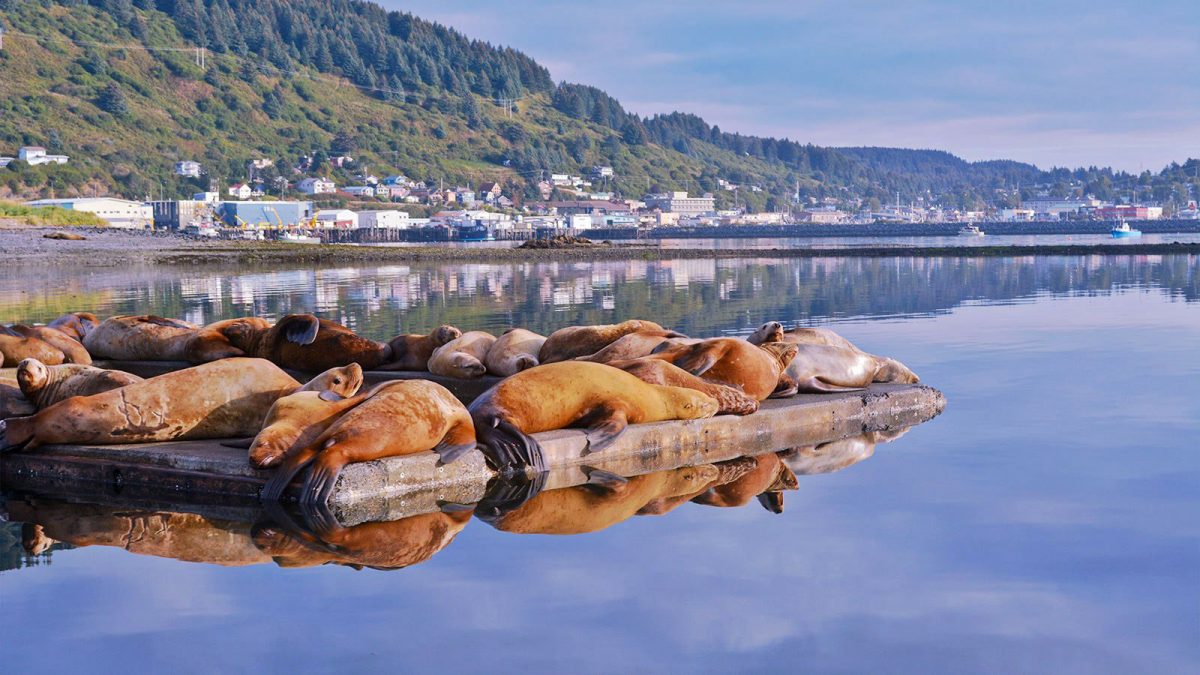 Sea lions sunbathe on a dock along the coast of the Alaska island of Kodiak