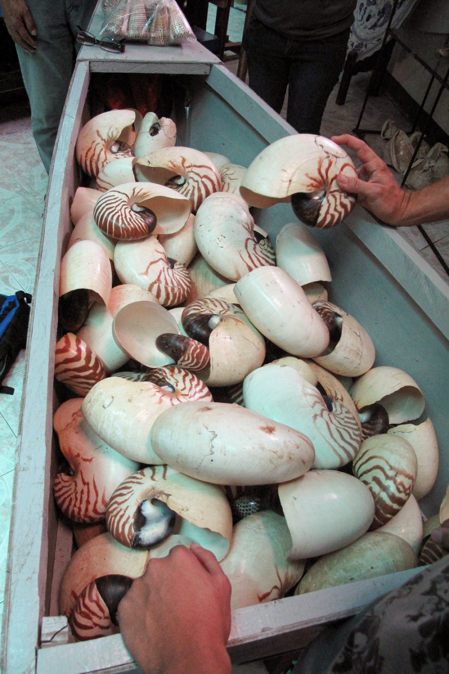 nautilus shells for sale in the Philippines