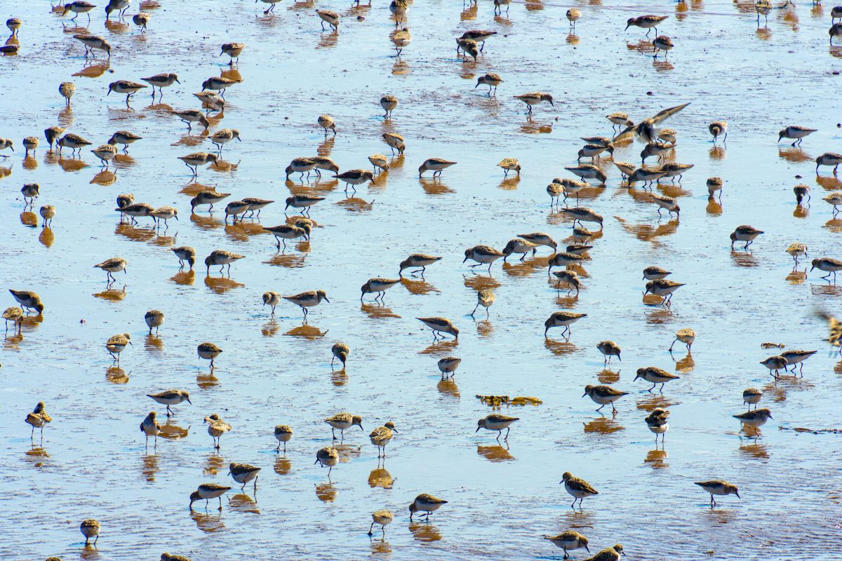 semipalmated sandpipers