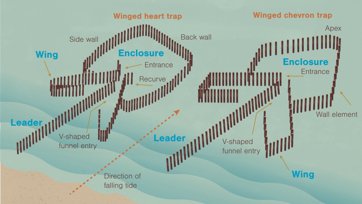 diagram of fish trap shapes