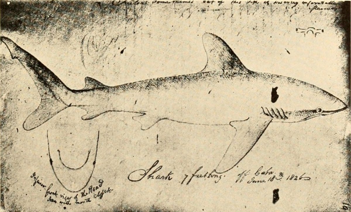 shark sketch by John James Audubon