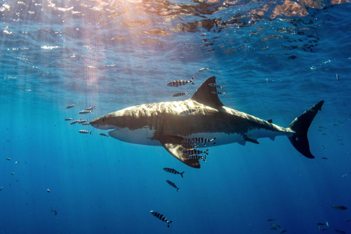 A white shark with pilot fish swims under warm sunbeams