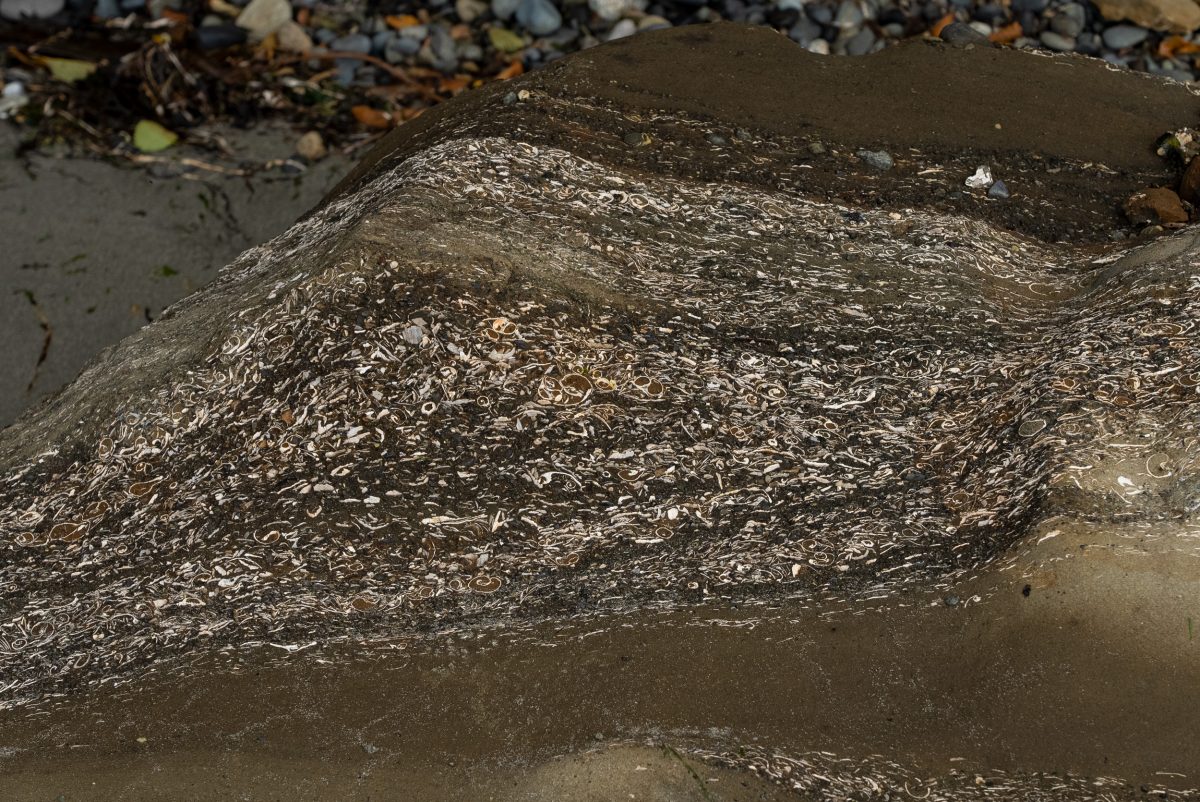 Bits of fossil shells