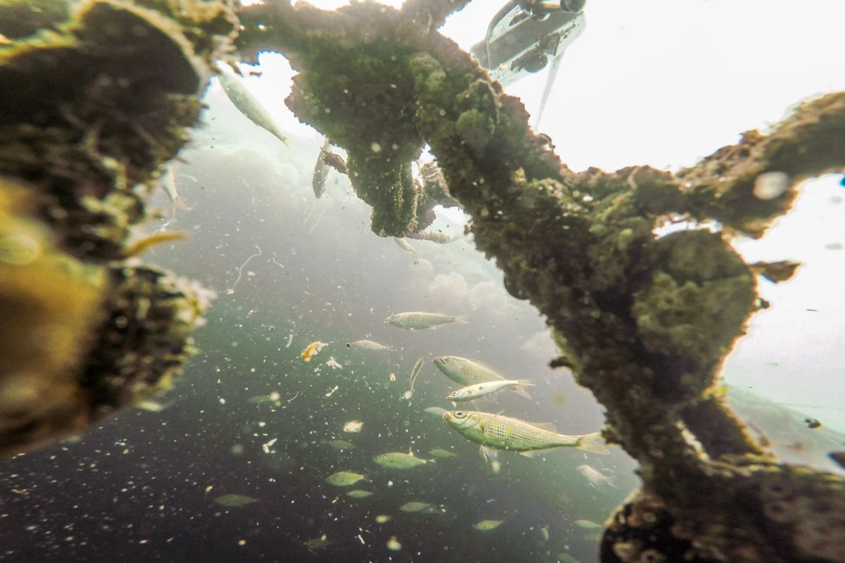 shiner perch underwater
