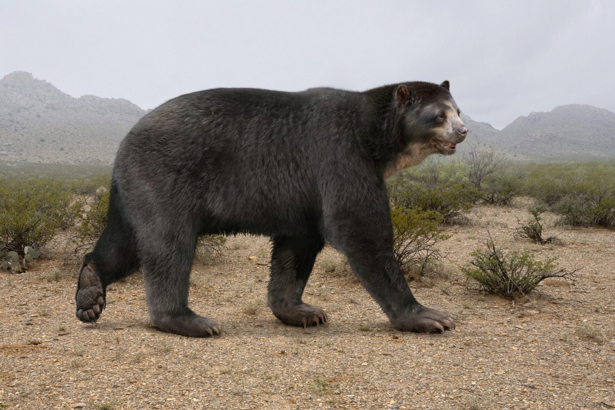 illustration of short-faced bear